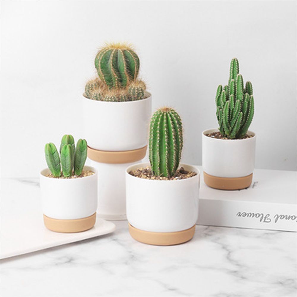 Round Cactus Succulent Plants  - Orchid Potting Mix reseña y precio