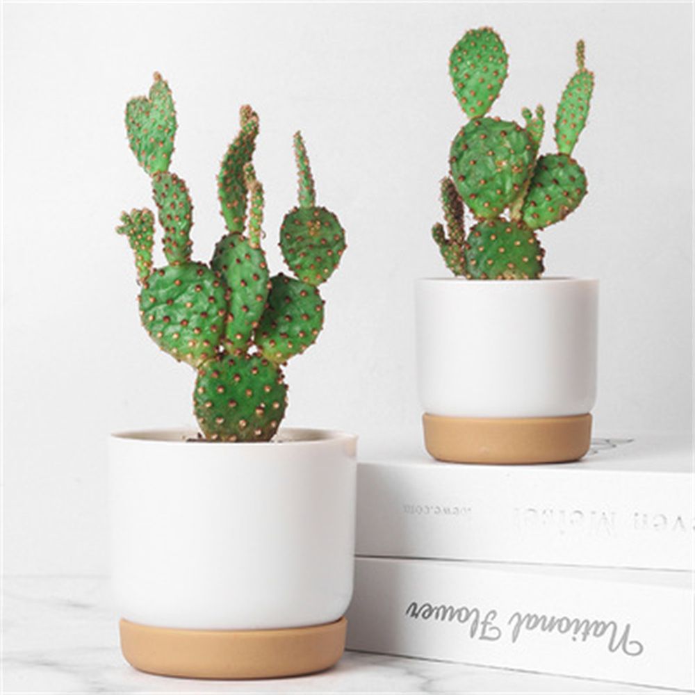 Round Cactus Succulent Plants  - Orchid Potting Mix reseña y precio