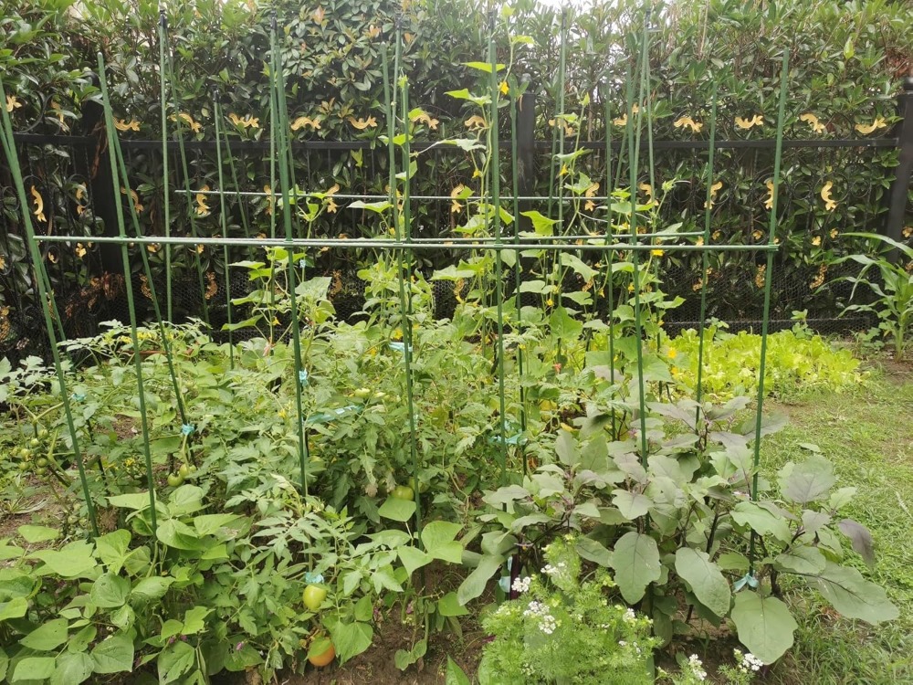 6 ft Garden Stakes, 50 Pack Me - Plant Support Stake reseña y precio
