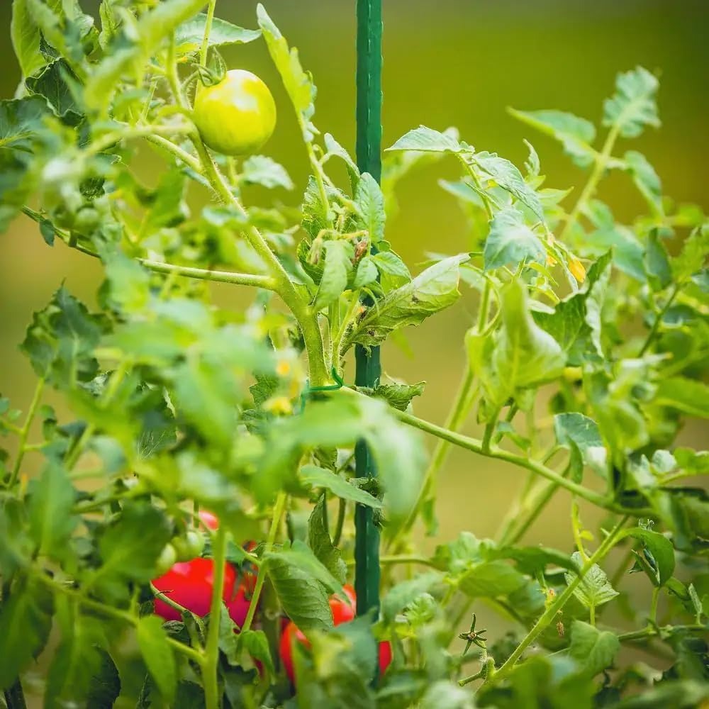 6 ft Garden Stakes, 50 Pack Me - Plant Support Stake reseña y precio