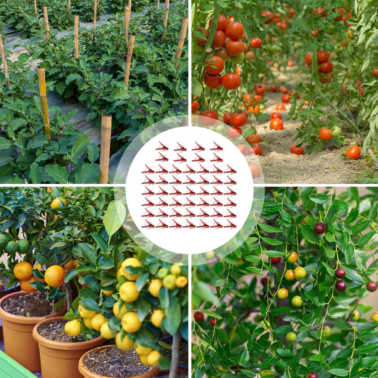 50Pcs Plant Grafting Clip Plas - Gardening Tools And Uses reseña y precio