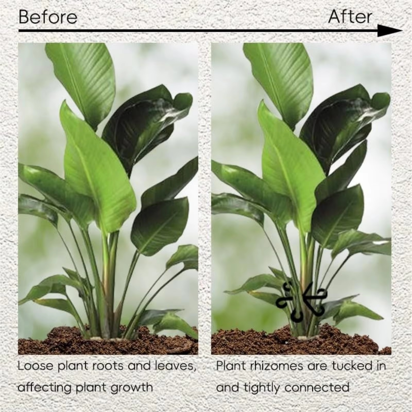 Adjustable Plant Support Stake - Plant Support Stake reseña y precio