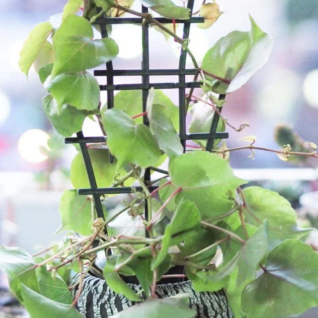 Practical Hot New Plant Suppor - Plant Support Stake reseña y precio